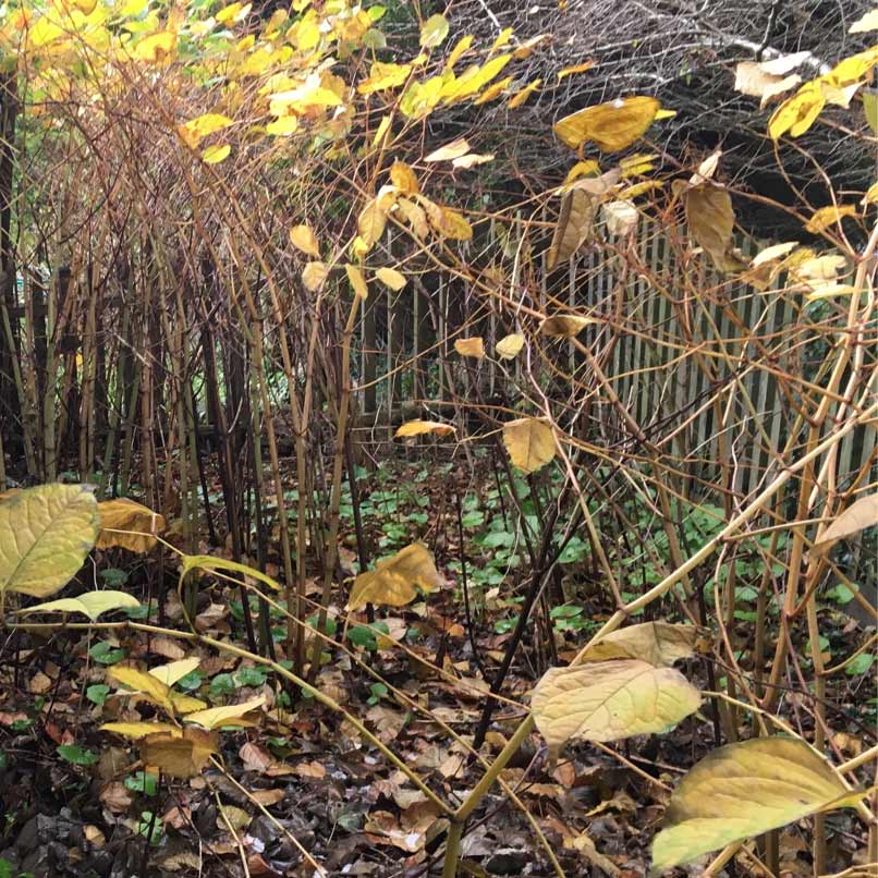 yellow leaves in autumn