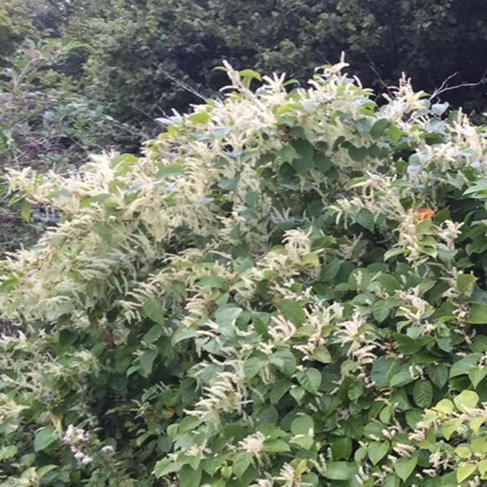 Japanese Knotweed flowers