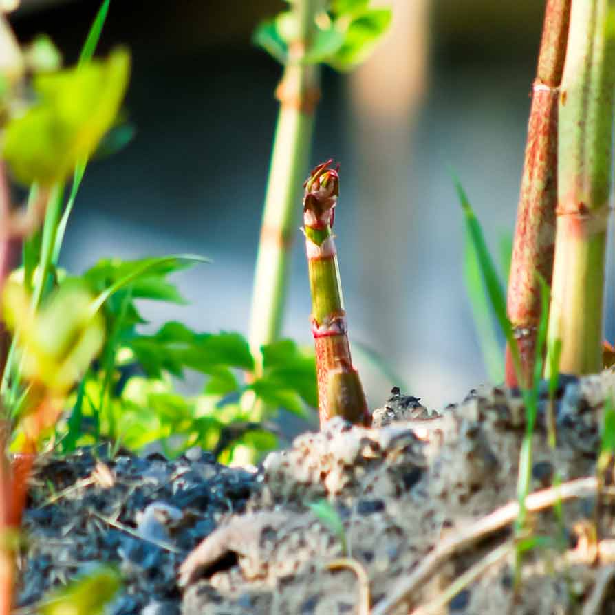 Knotweed purple specs on stems