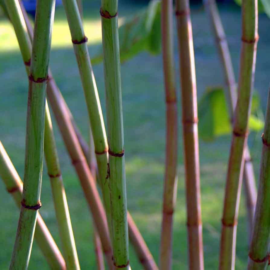 Knotweed purple specs on stems