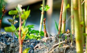 Growth shoots leaves in Spring