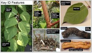 Identifying features of Japanese Knotweed