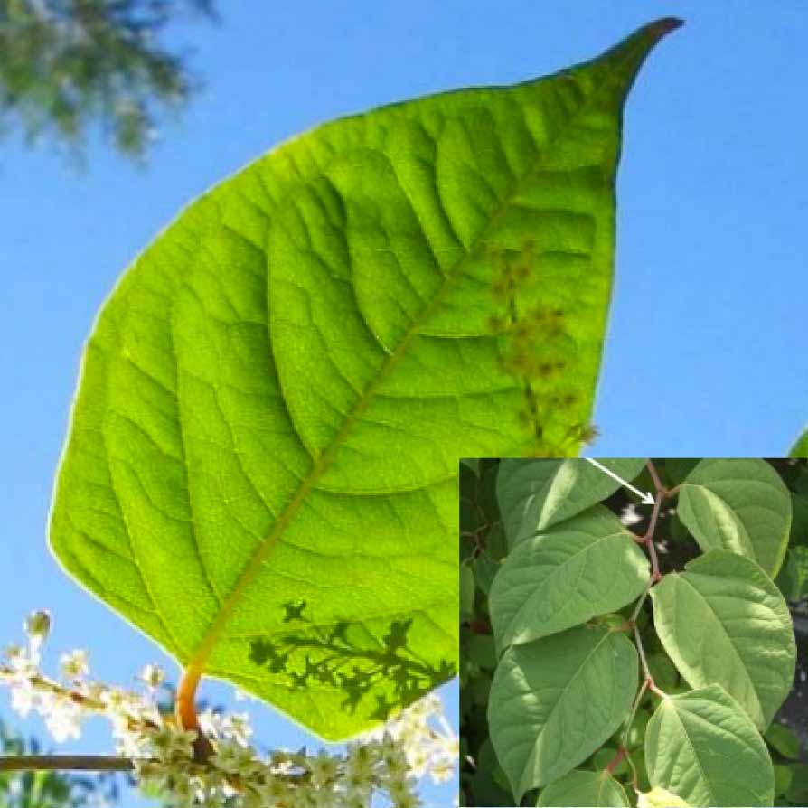 Knotweed leaves