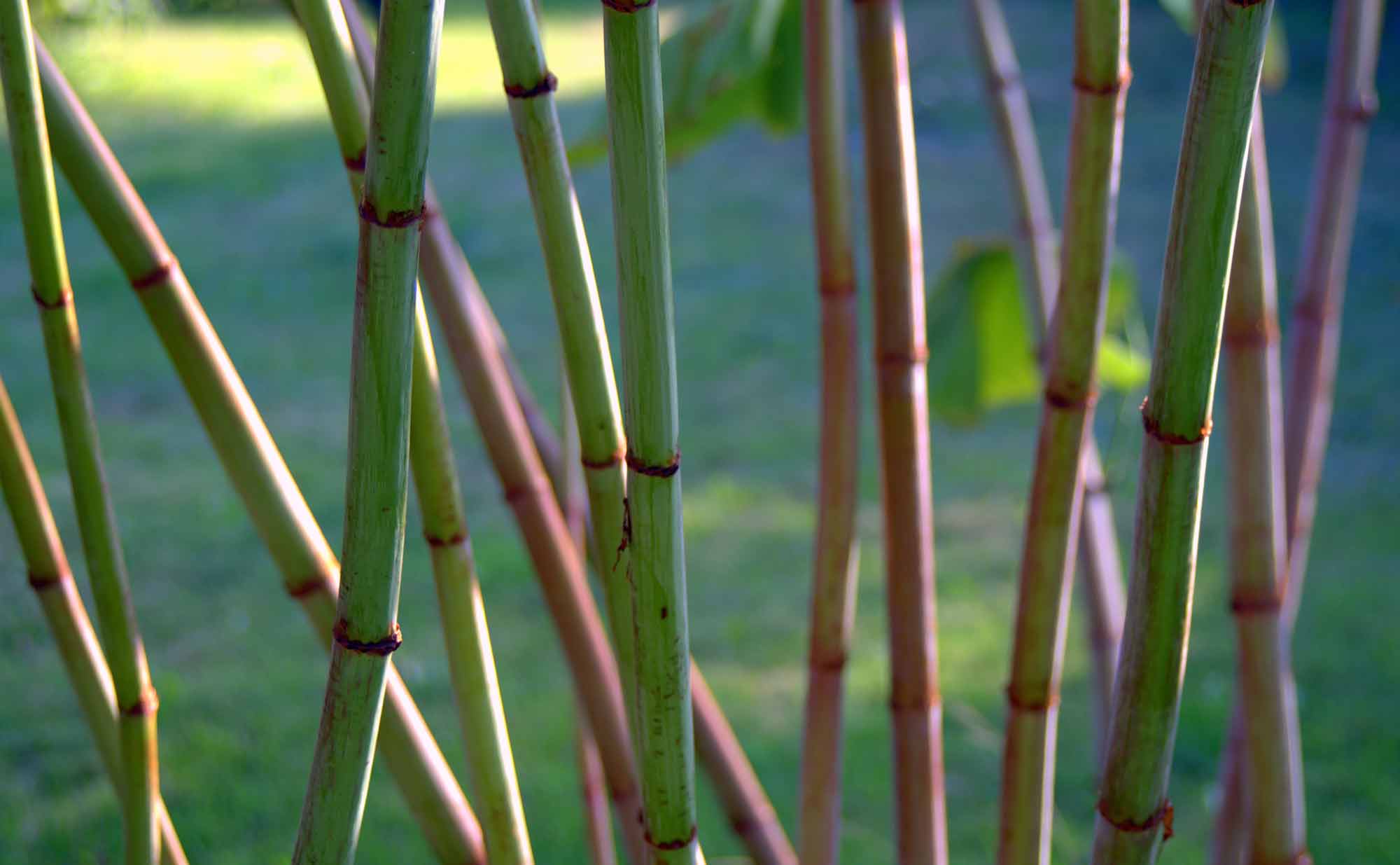 Japanese Knotweed stems