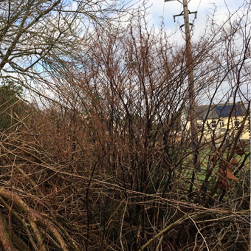 Knotweed winter