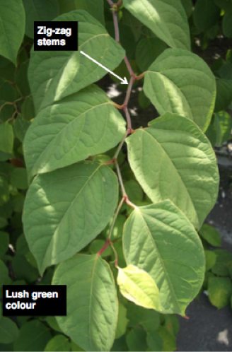 Japanese Knotweed Leaves