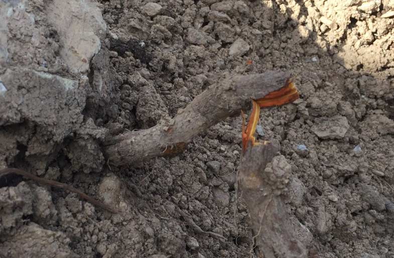 Japanese Knotweed roots