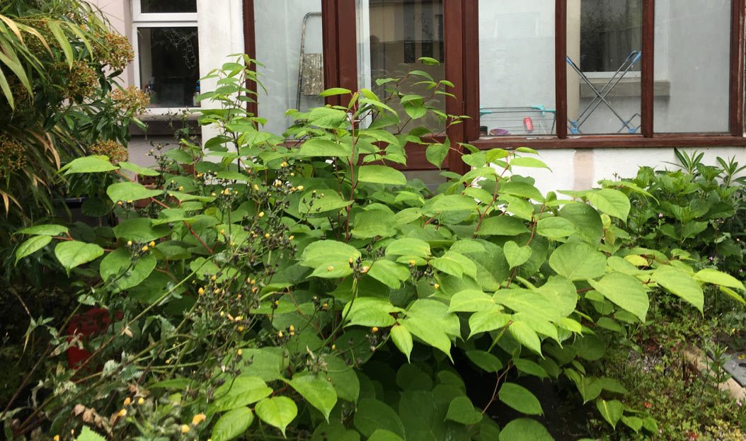 lush green summer leaves