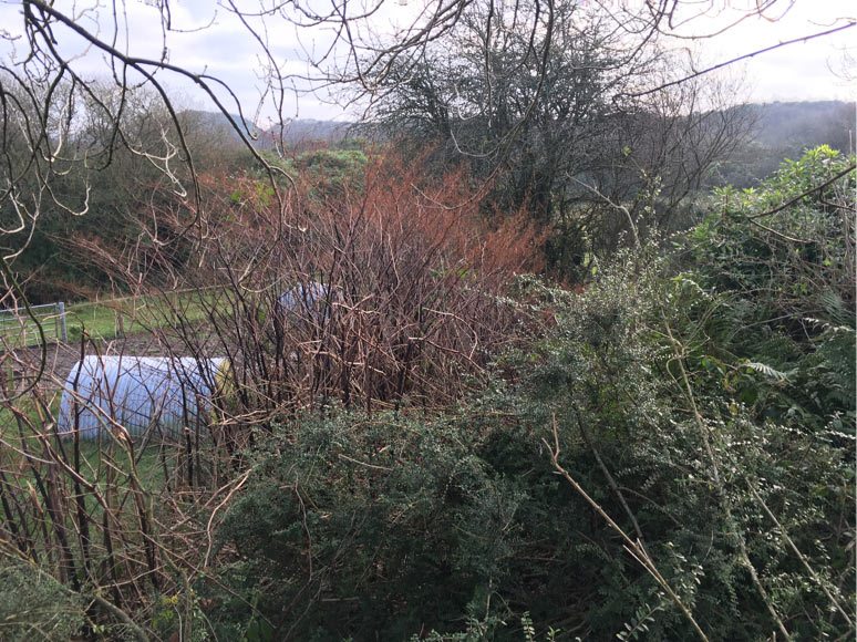 Japanese Knotweed in winter