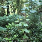 Japanese Knotweed