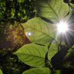 Japanese Knotweed