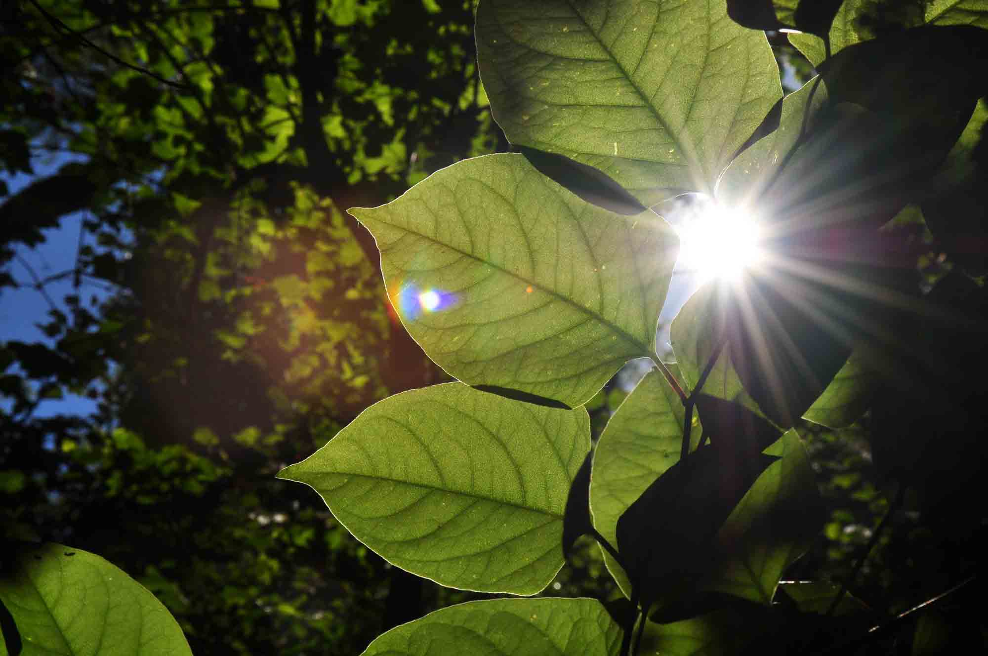 Japanese Knotweed