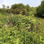 Japanese Knotweed