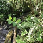 Japanese Knotweed