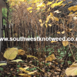 Japanese Knotweed