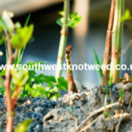 Japanese Knotweed