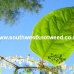 Japanese Knotweed