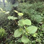 Japanese Knotweed