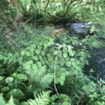 Japanese Knotweed