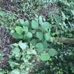 Japanese Knotweed