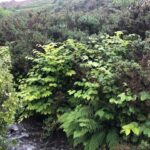 Japanese Knotweed