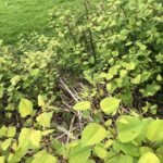 Japanese Knotweed