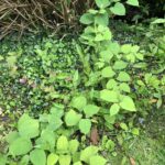 Japanese Knotweed