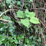 Japanese Knotweed