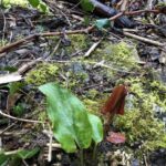 Japanese Knotweed