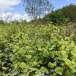 Japanese Knotweed