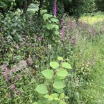 Japanese Knotweed