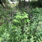 Japanese Knotweed