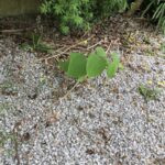 Japanese Knotweed