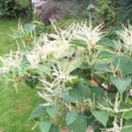 Japanese Knotweed