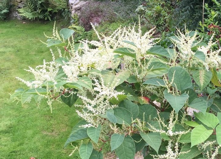 Japanese Knotweed