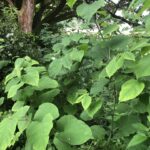 Japanese Knotweed