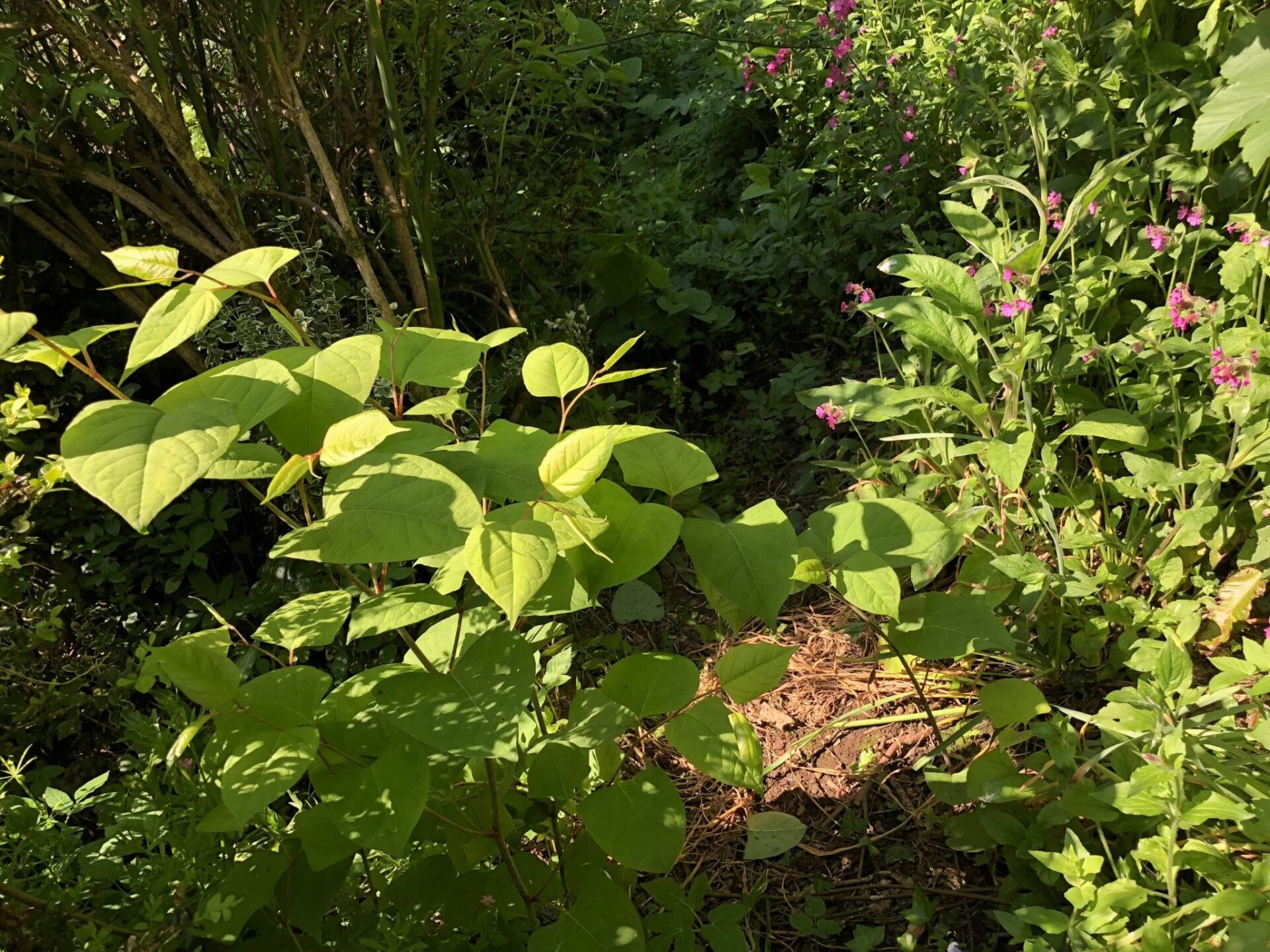 Japanese Knotweed