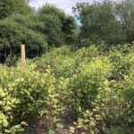 Japanese Knotweed