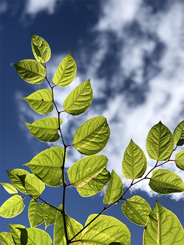 How Quickly Does Japanese Knotweed Roots Spread and Grow