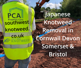 Japanese Knotweed Removal Cornwall Devon Somerset Bristol