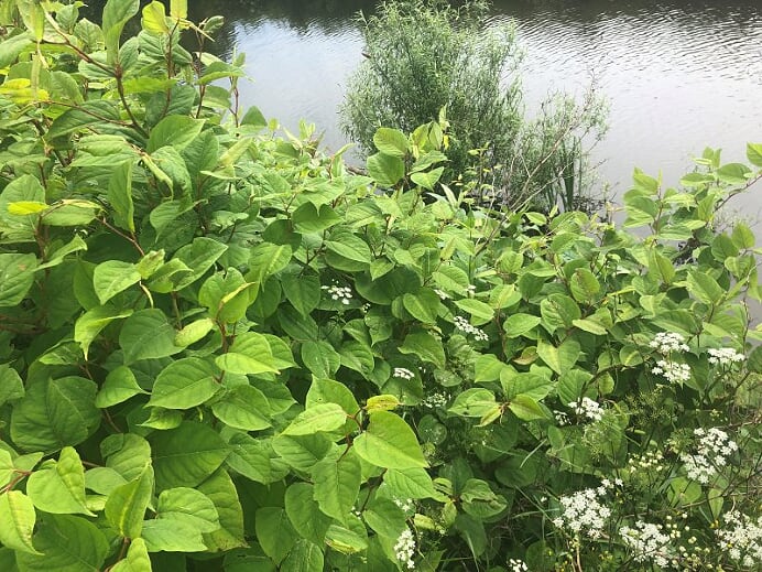 Japanese Knotweed Removal Devon Cornwall Bristol Somerset