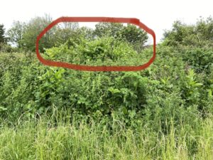 Recognising Japanese Knotweed