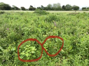 Recognising Japanese Knotweed