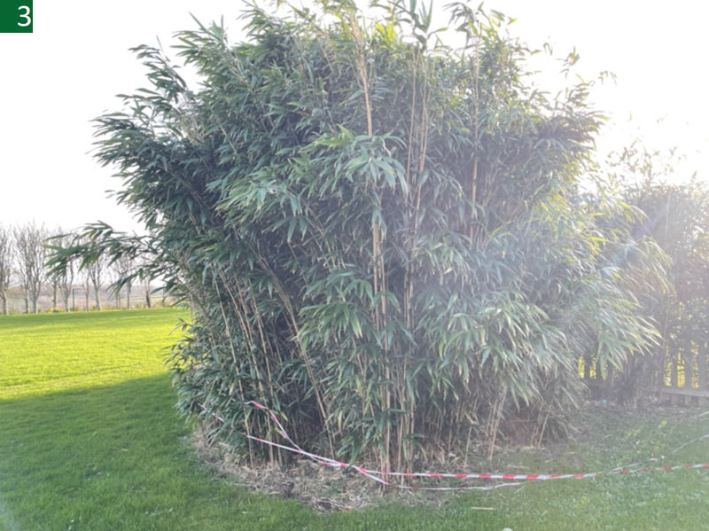 IMAGE 3 – Bamboo Stand pre-excavation