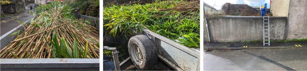 bamboo being removed in Devon