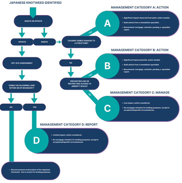 Japanese Knotweed RICS assessment survey