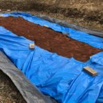 Japanese Knotweed Cell Burial