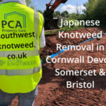 Japanese Knotweed removal