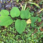 Why is Japanese Knotweed bad?