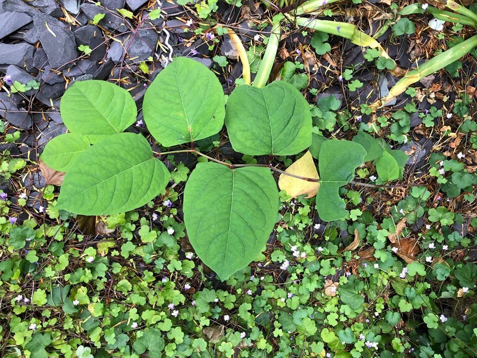 Why is Japanese Knotweed bad?